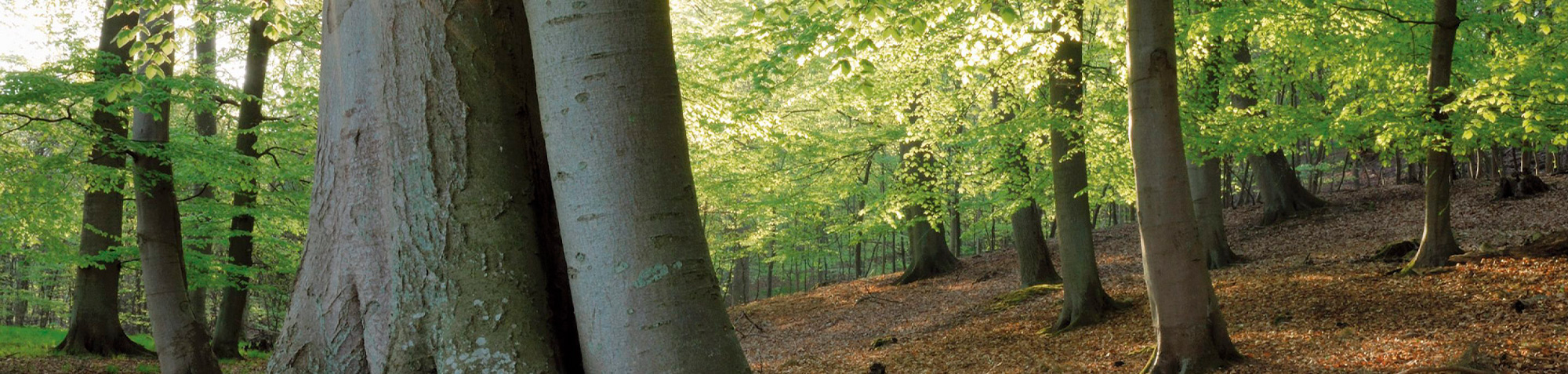 Free Wood-Pro Kit Promotion